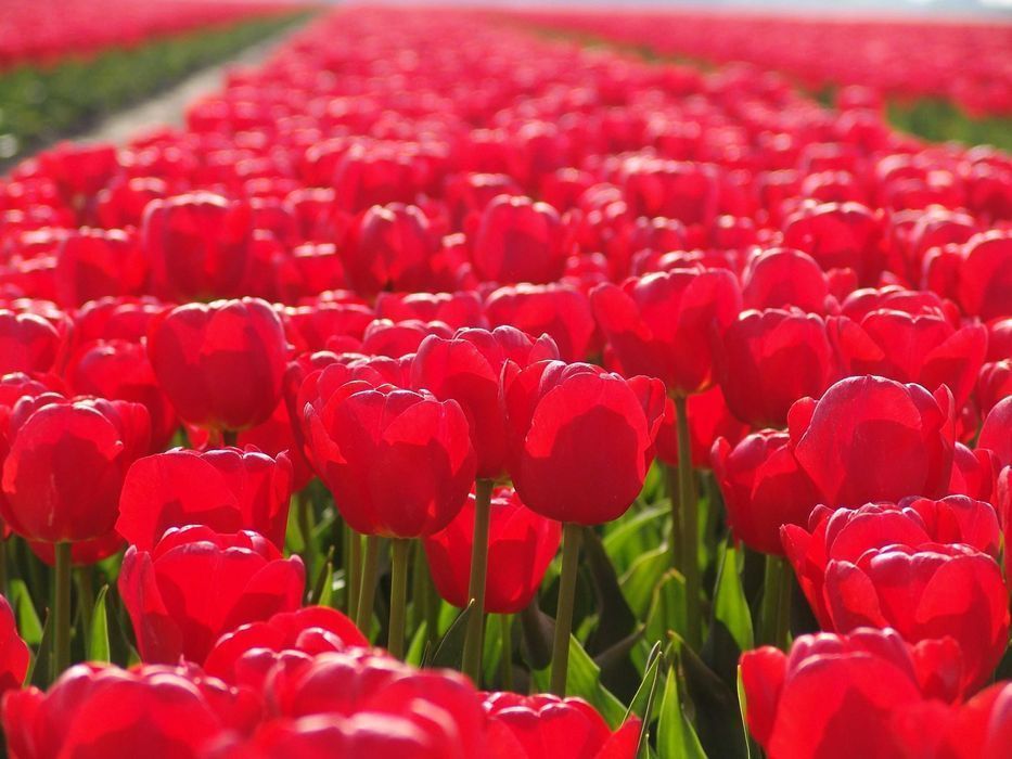 TULIPAN Czerwony 25 szt Cebulki Tulipanów Czerwonych TULIPANY Czerwone