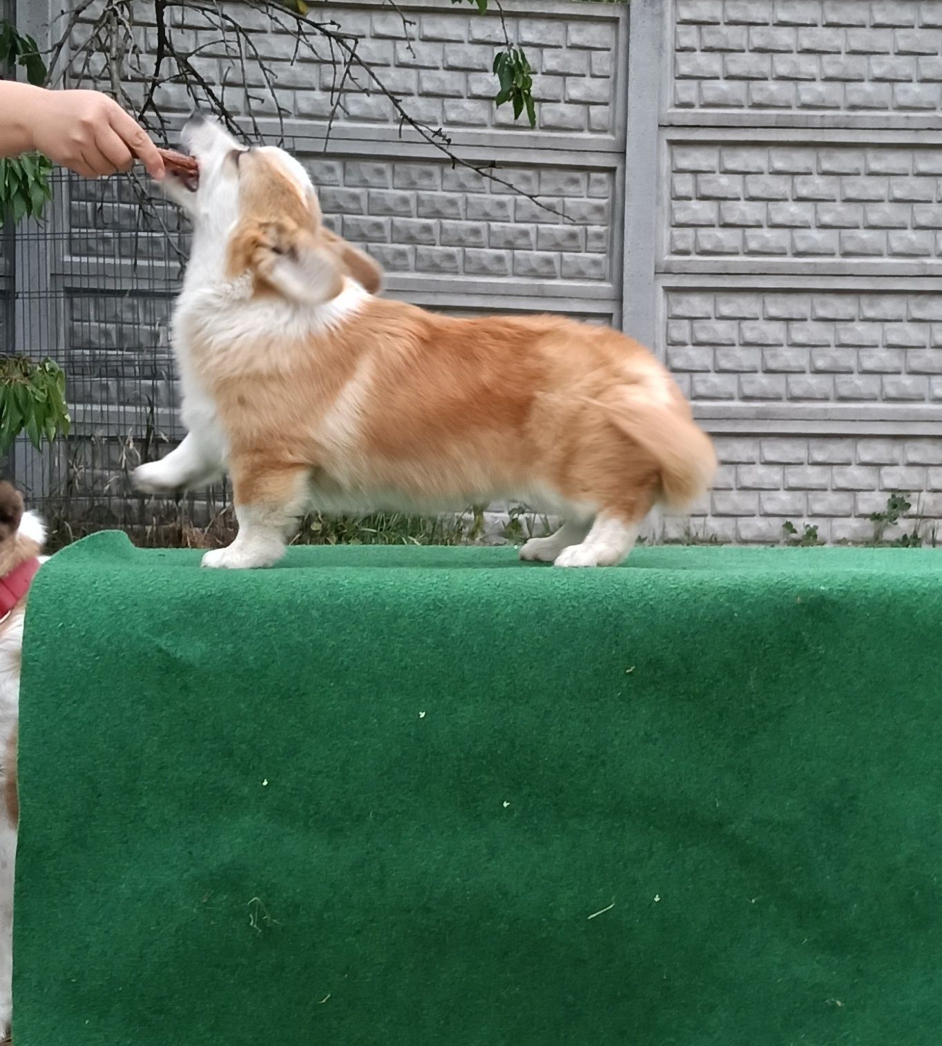 Śliczny chłopczyk corgi ZKwP FCI