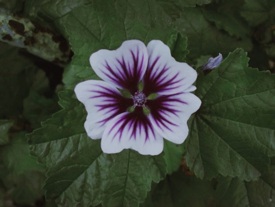 Fujifilm FinePix S2940