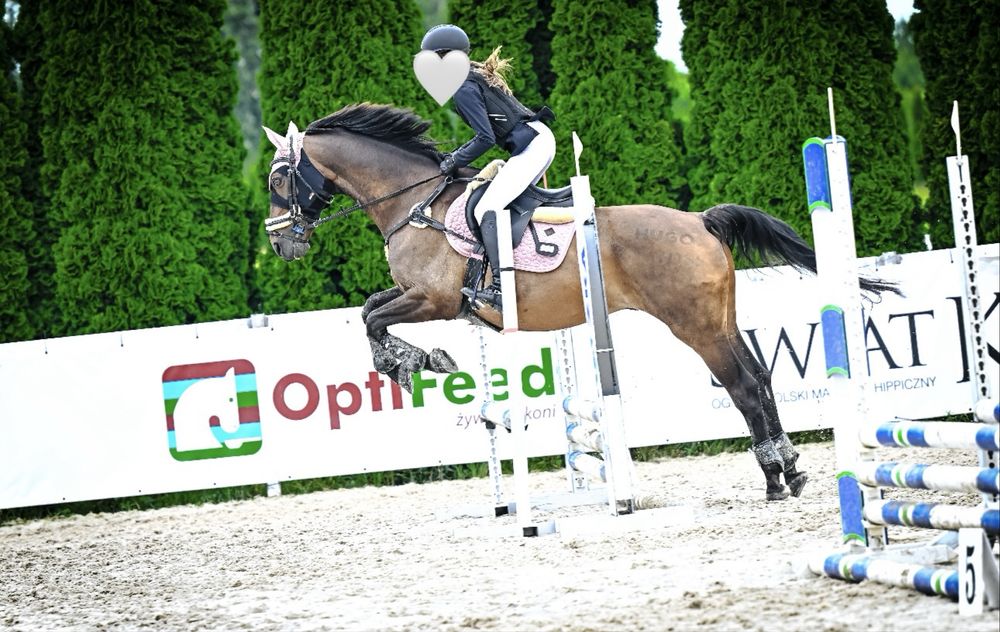 Prywatny kon do dzierzawy Bytom