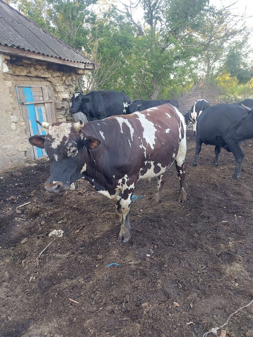 Продам бічков разного веса.Оптом все
