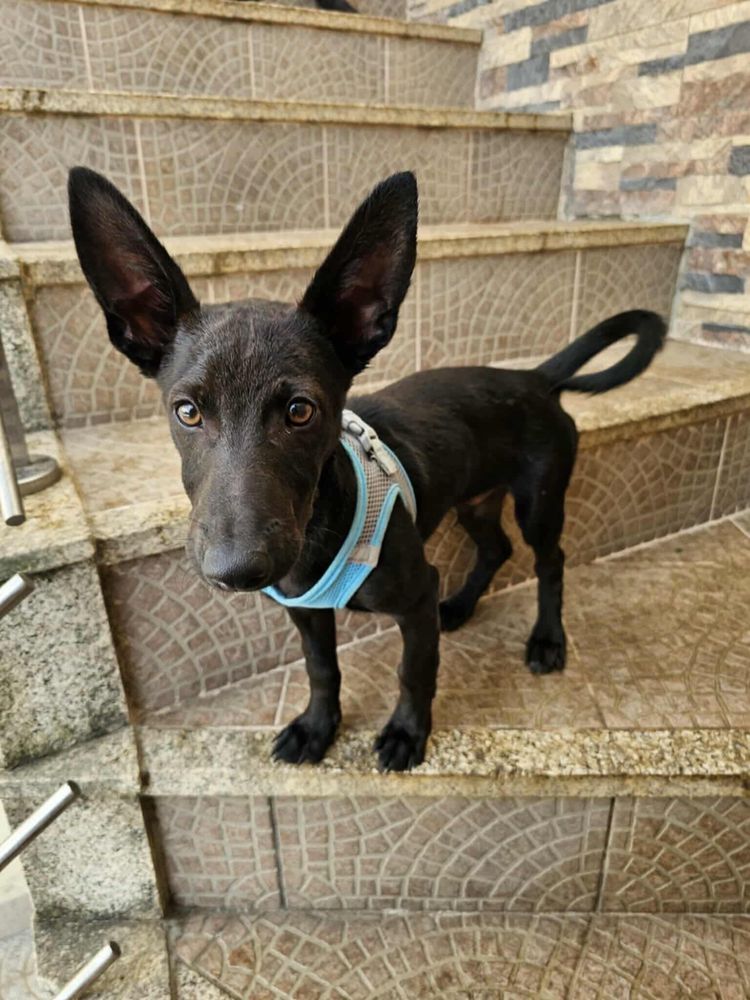 Ozzy - 5 meses, porte pequeno (5kg)