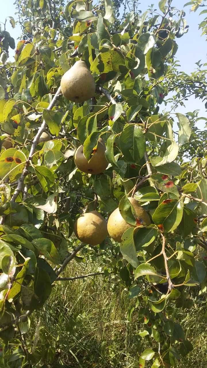 Продаж земельної ділянки під будівництво село Пикуловичі