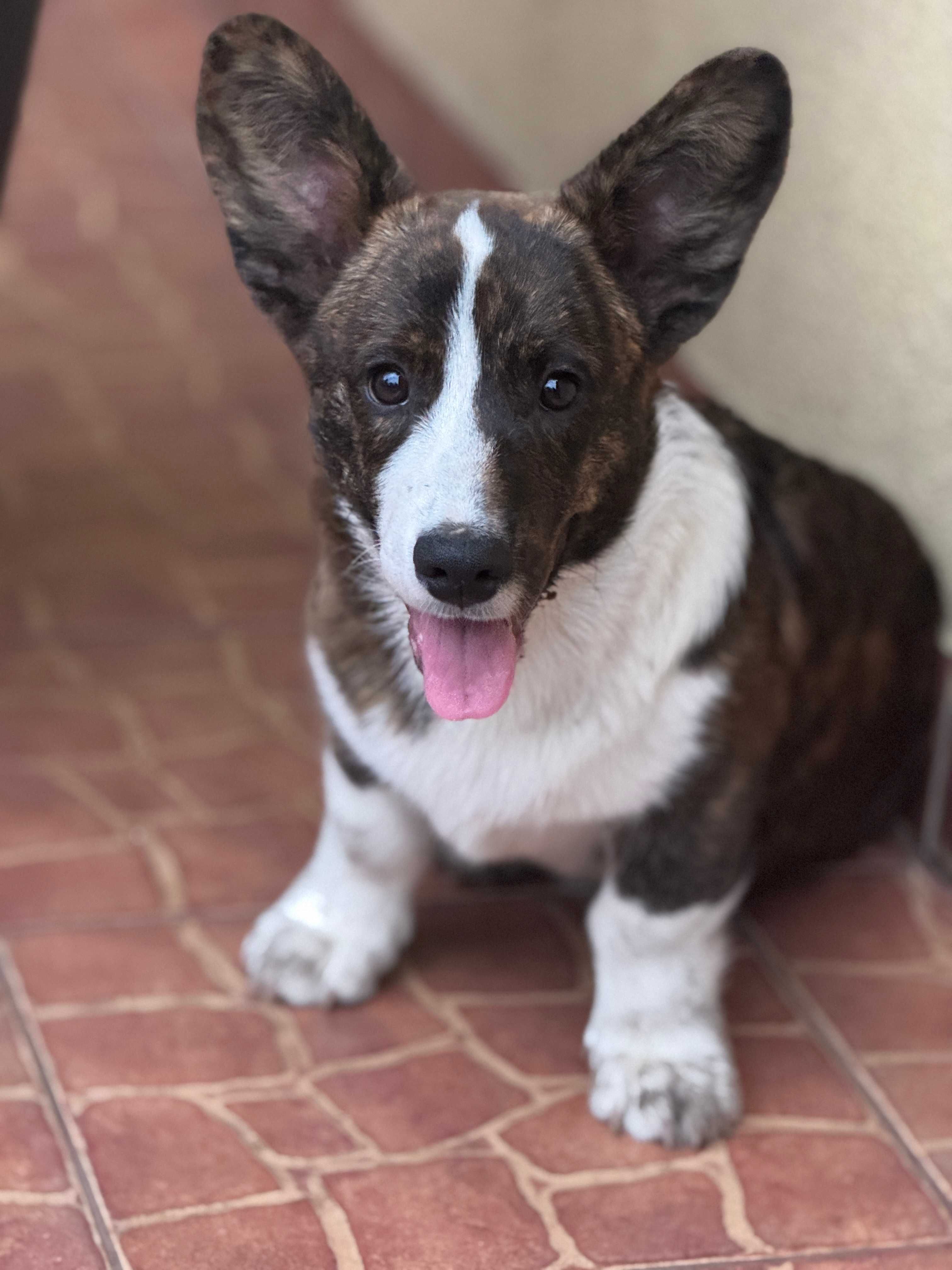 Welsh Corgi Cardigan szczenie FCI