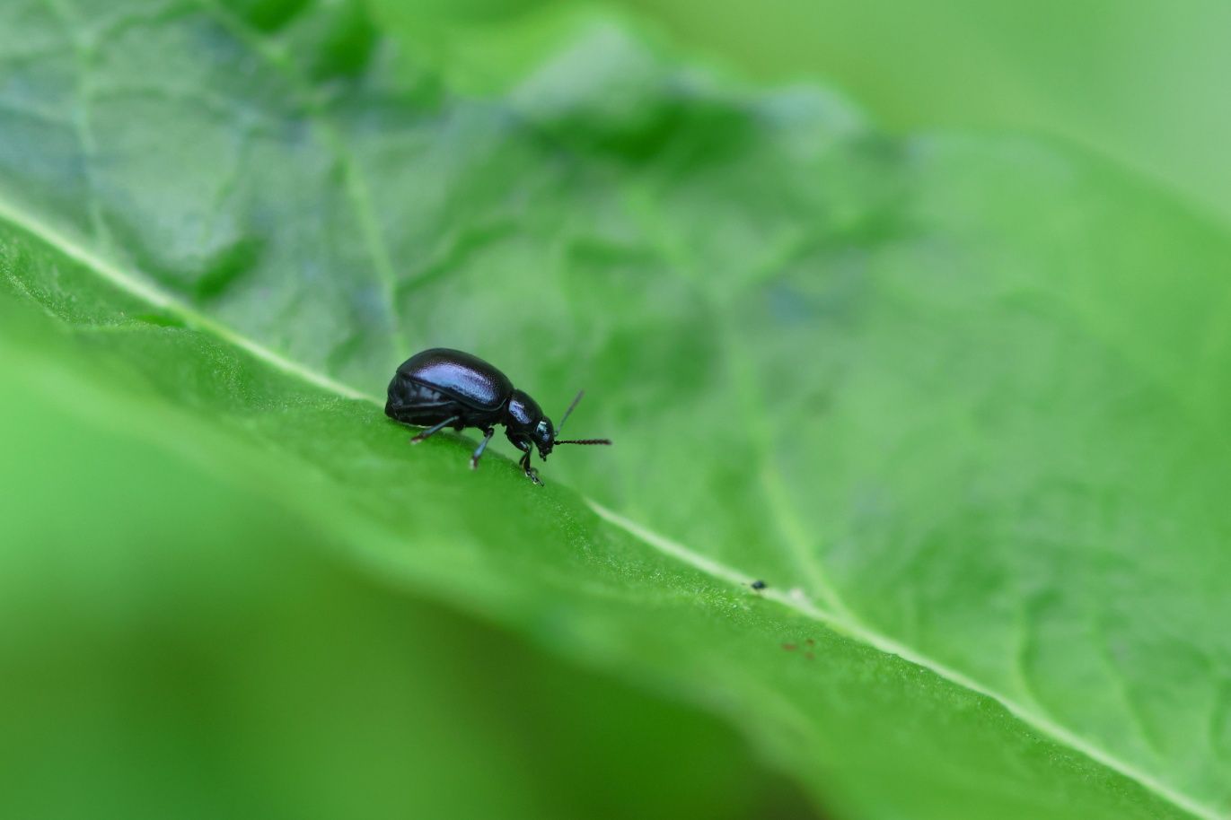 Sigma 105 mm f2.8 Macro DG OS Canon EF