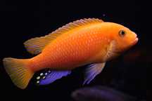 Pyszczak metriaclima estherae red red pyszczaki pielęgnice rybki