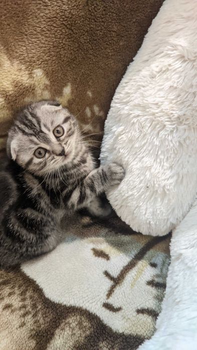 Шотландские котята