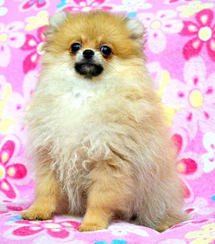 Szpic Miniaturowy Pomeranian śliczna suczka Waria ZKwP FCI rodowód