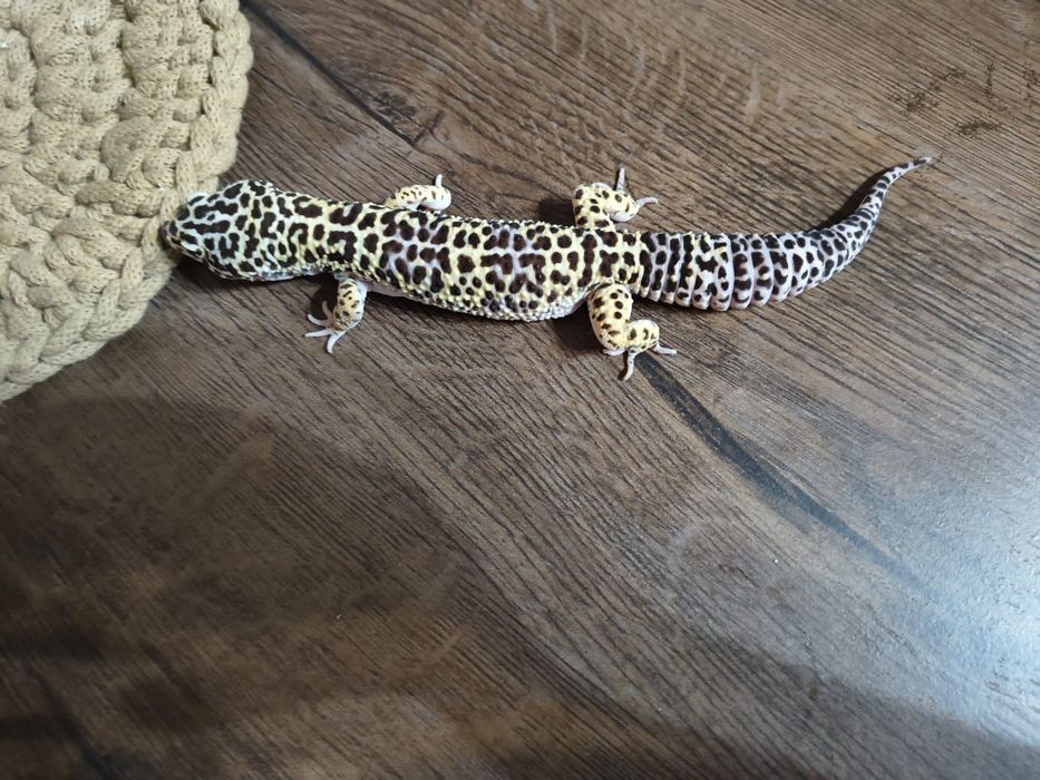 4 gekony wraz z terrariami