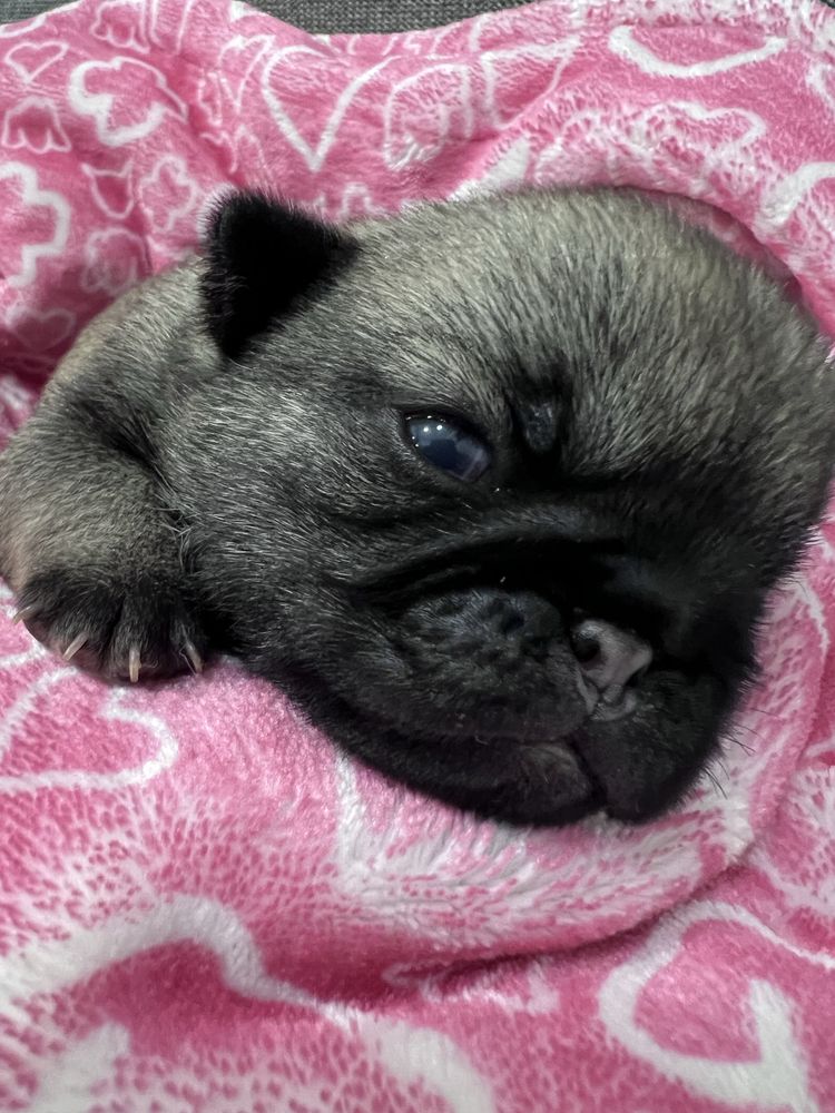 Mops Layla suczka rodowod FCI ZKwP