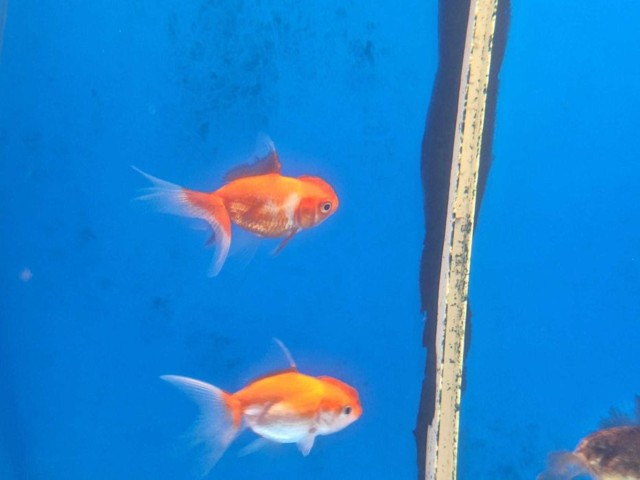 Gold fish\Oranda