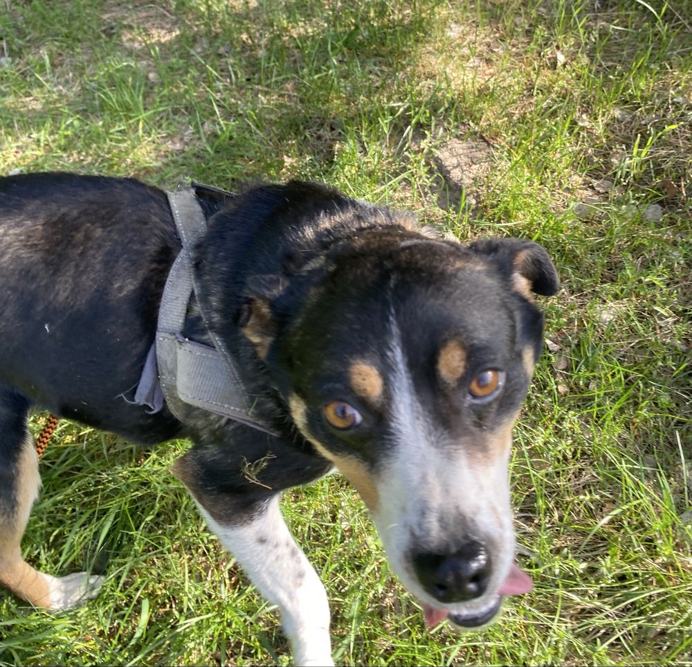 Pies do adopcji za darmo