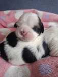 Shih tzu z genem czekoladowym suczka