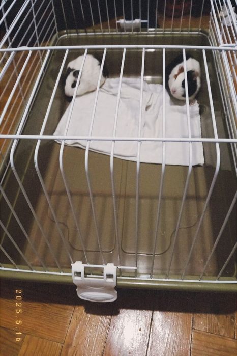 Gaiola porquinhos da Índia