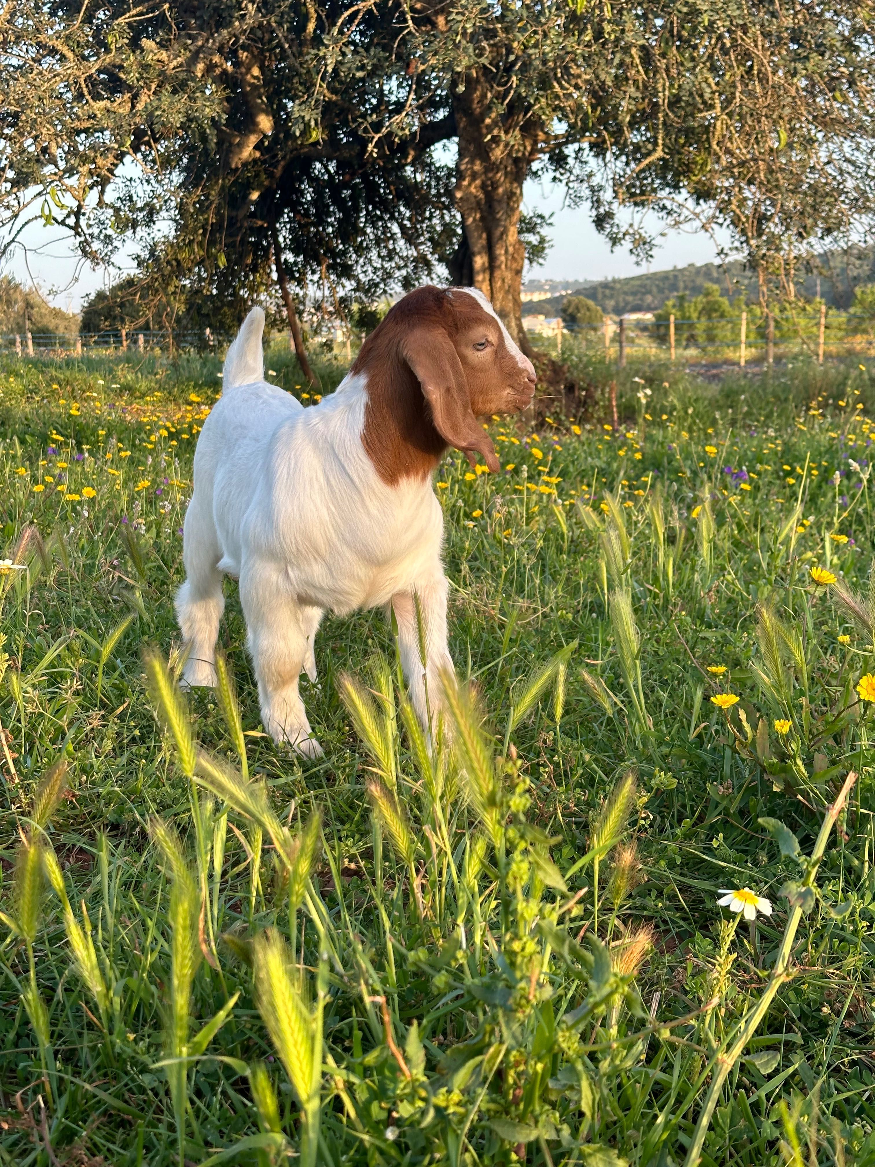 Cabrito boer puro