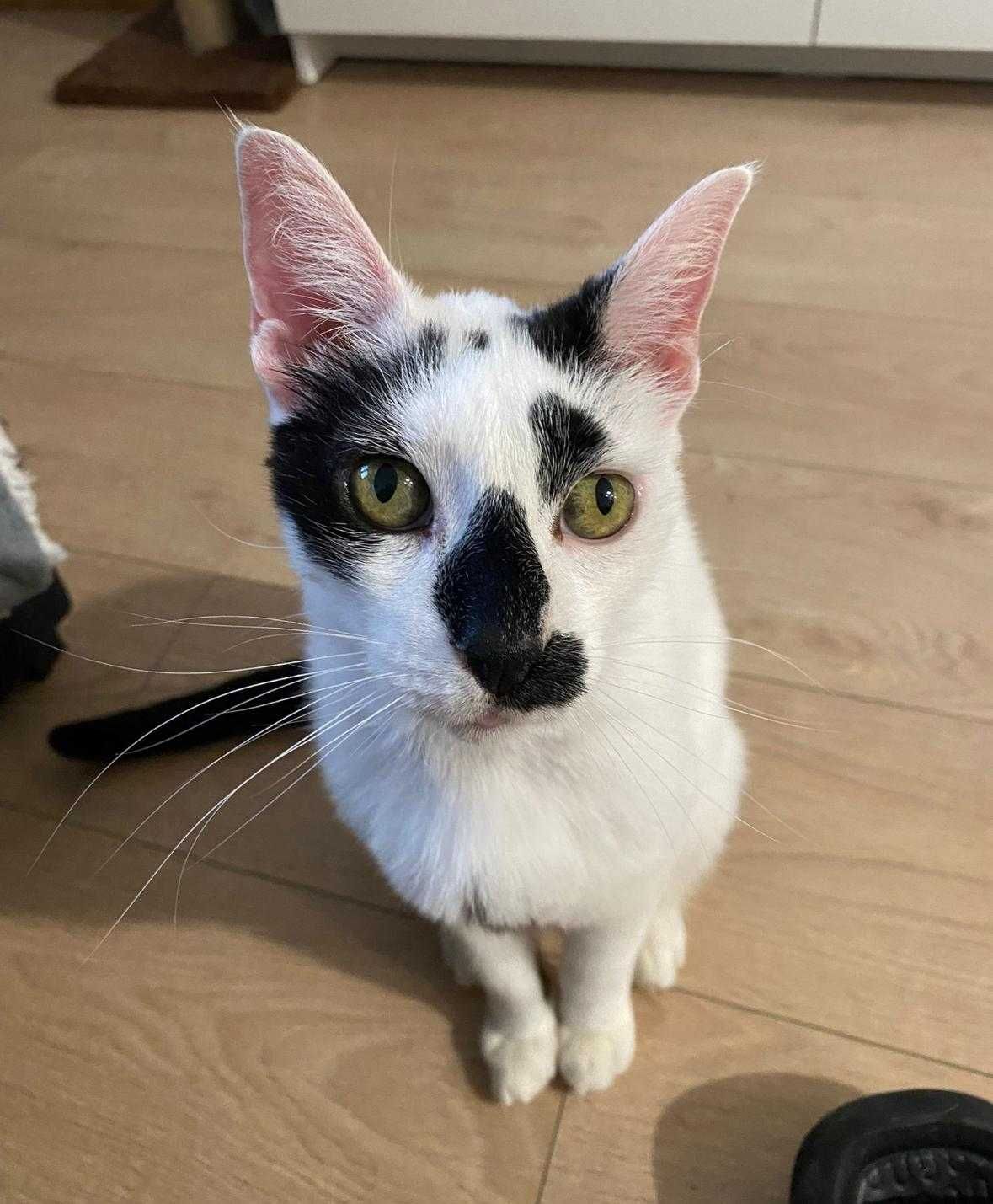 Gato para adoção responsável