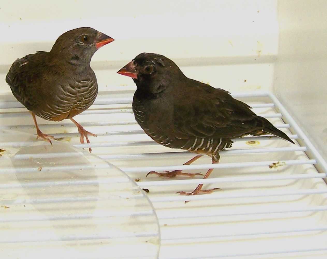 Trawinek zmienny (Ortygospiza atricollis)