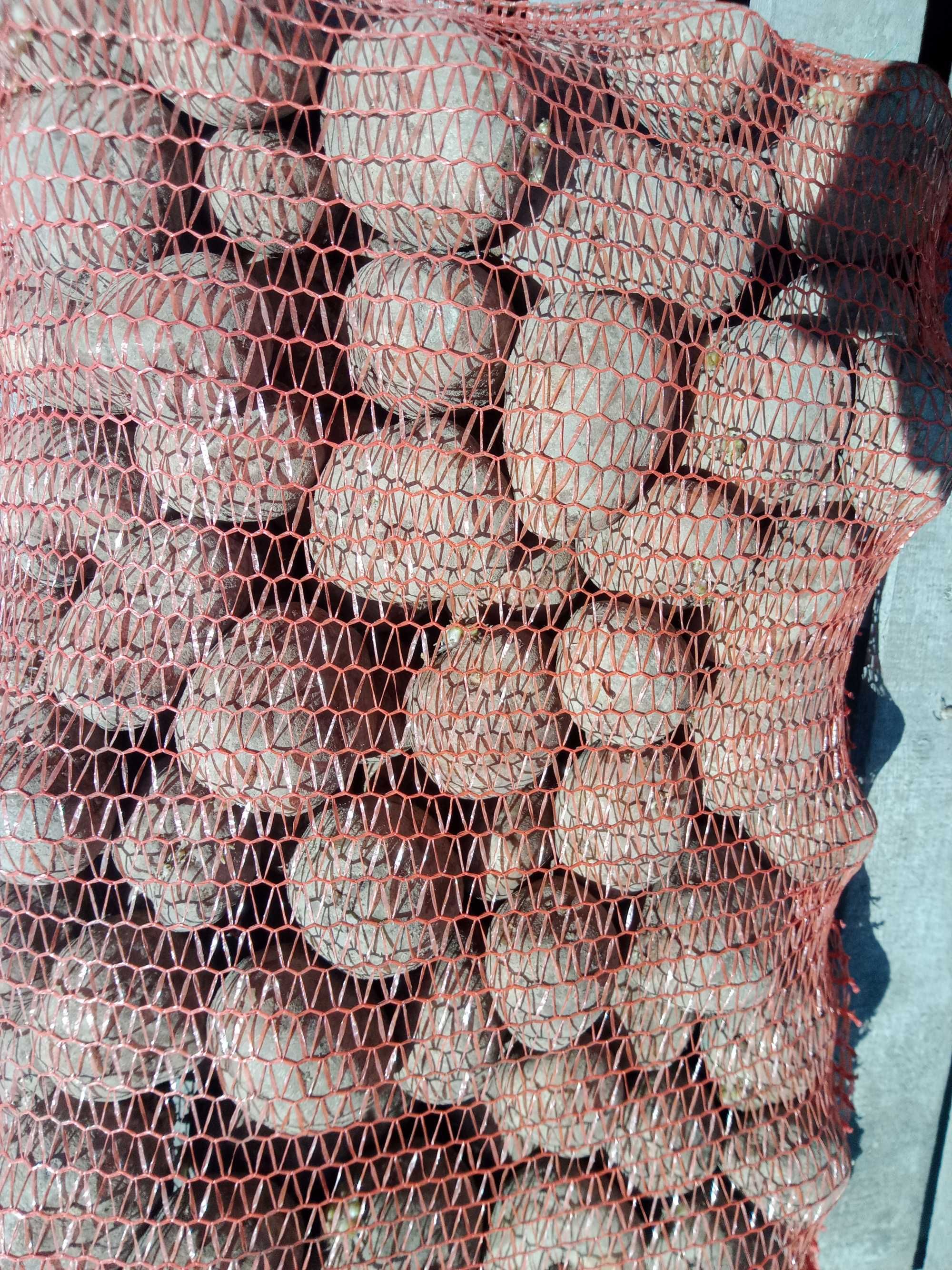 Ziemniaki jadalne Belaroza Wineta gala Satina transport
