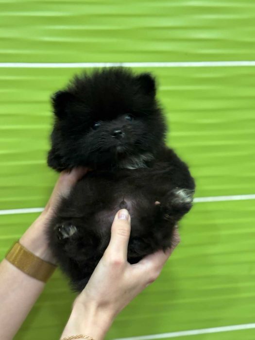 Чорний шпіц.  Цуценята