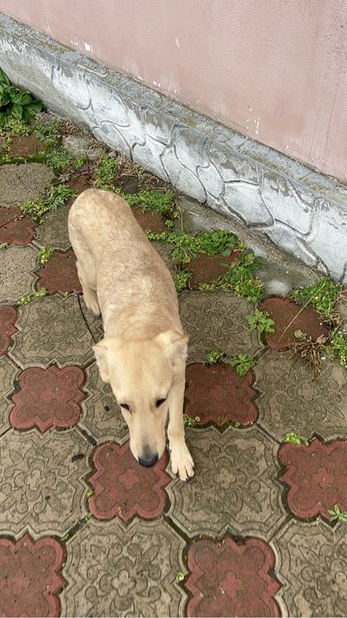 віддаємо цуценя