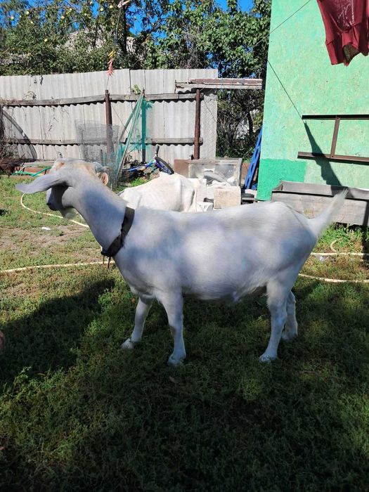 Козы козлята альпы и зааны