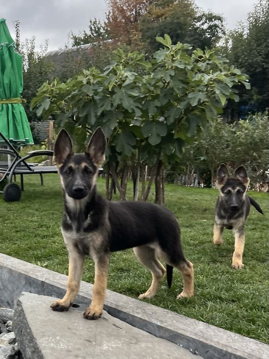Цуценята Східно-Європейської вівчарки ВЕО щенки