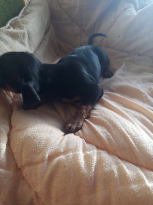 Oddam pieski w dobre rece