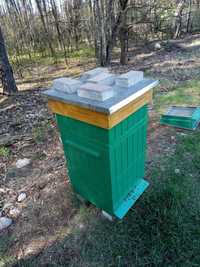 Ule wielkopolskie z pszczołami Pszczoły