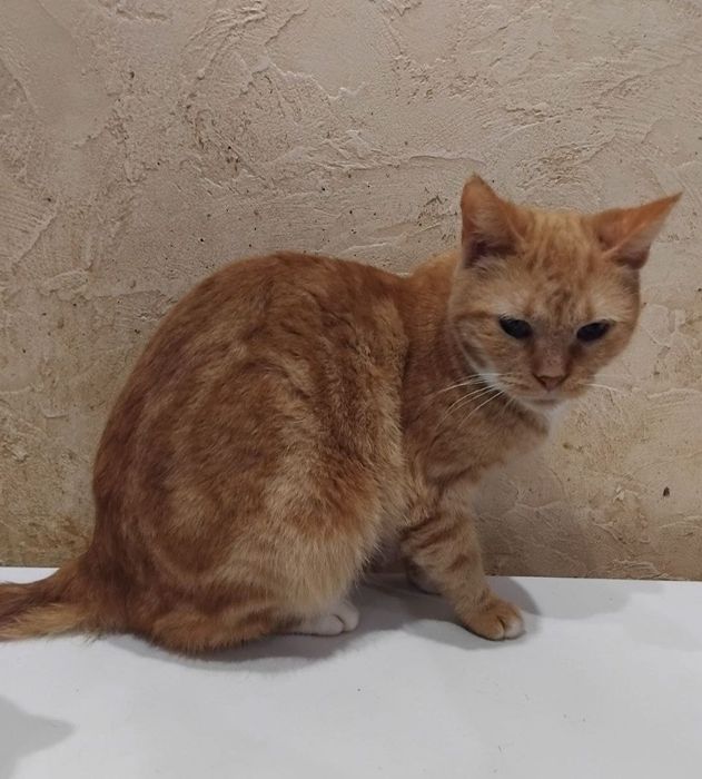 Отдам даром в добрые руки рыжую кошечку