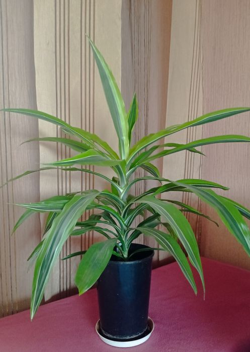 Драцена лайм пёстрая, фикус Бенджамина