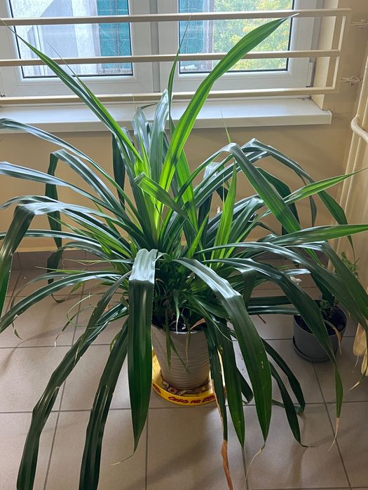 Pandatus, Pochutnik-roślinka doniczkowa