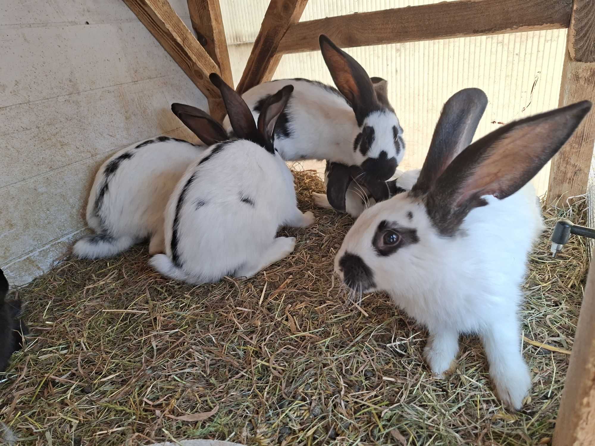Sprzedam młode królik mieszańce w wieku 4 miesięcy