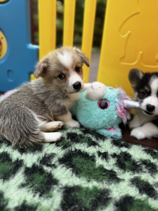 Welsh corgi pembroke piesek rudo bialy bez ogonk po Championie FCI