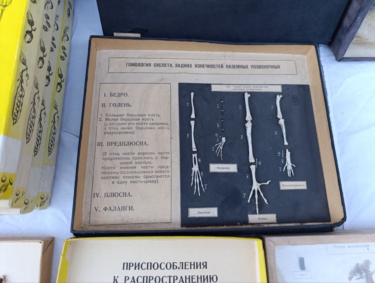Советский стенд школьный для детей школы на стену скелет птицы крота