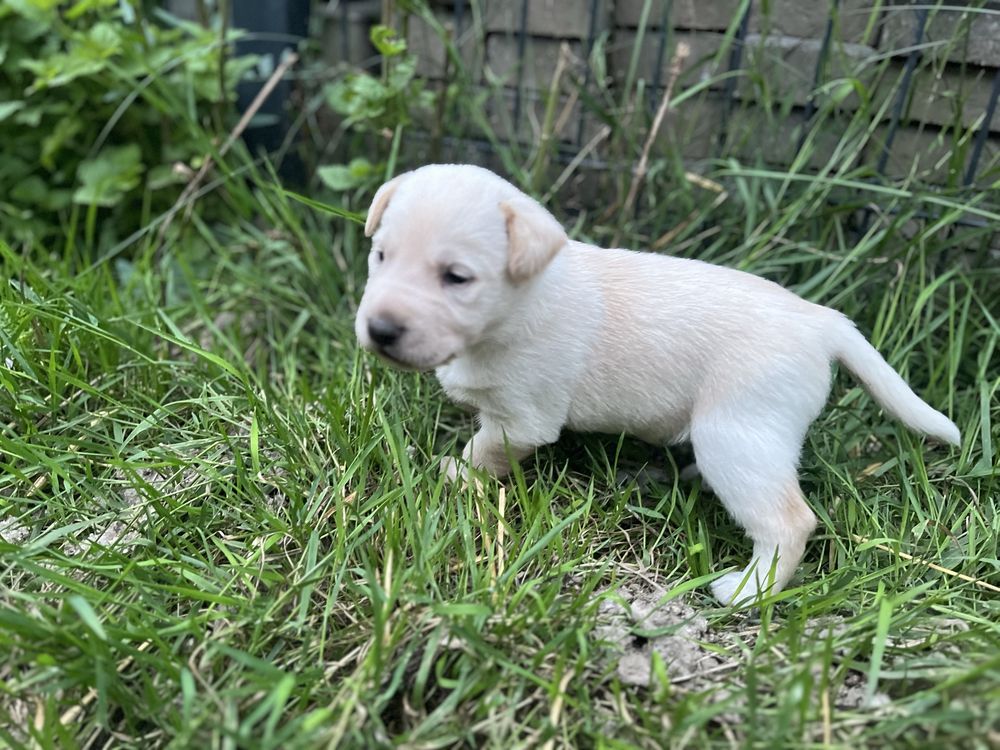 Słodkie szczeniaki labrador