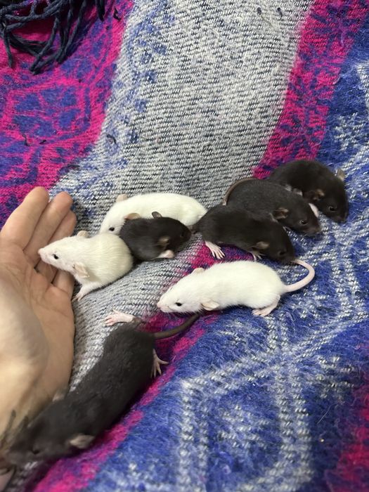 Пацюк криса щур пацюки