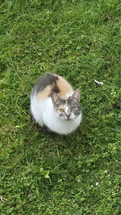 Kotki szukaja domkow