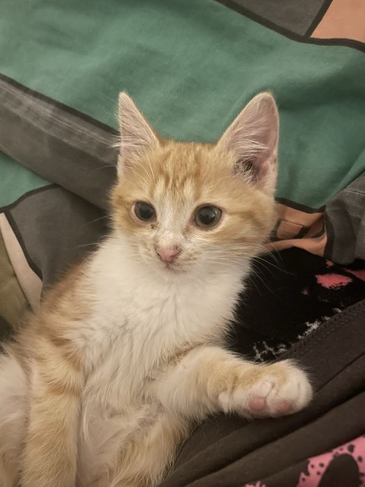 Котенок девочка