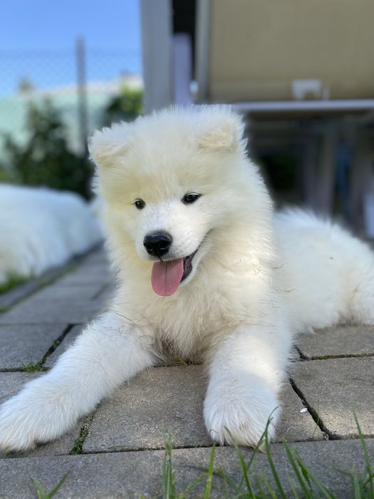 Piesek - Samojed/ Samoyed