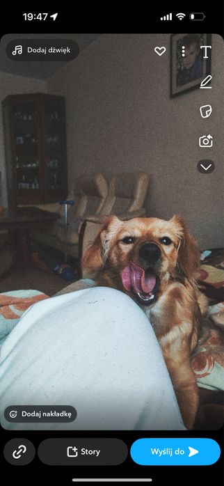 Pieski 1 piesek 3 suczki