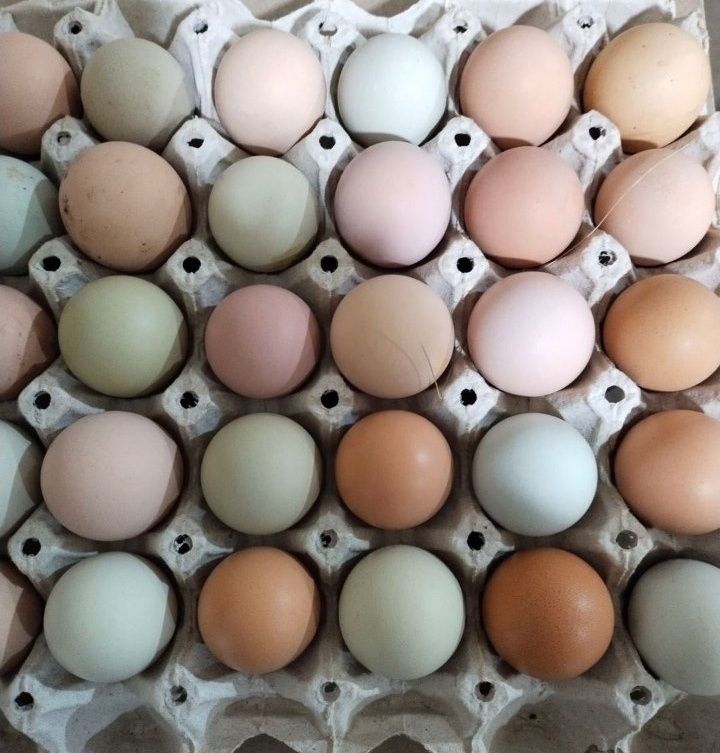 ОПТ, розница яйцо куриное Адлер мясо-яичный инкубационное, другие поро
