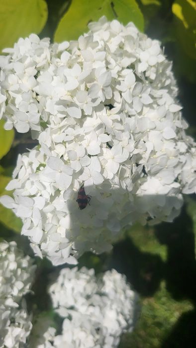 Гортензія  кущ саджанець