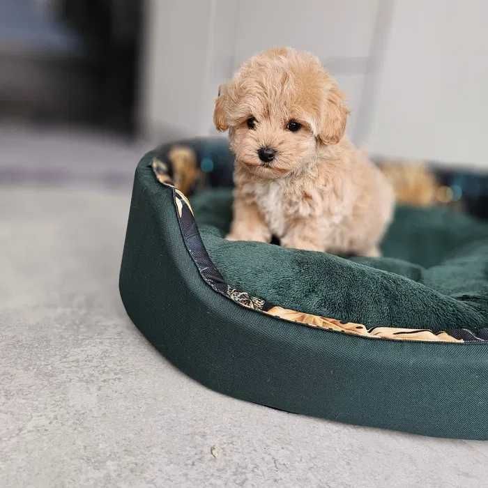 Maltipoo disponível