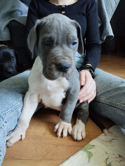 Dog niemiecki piesek