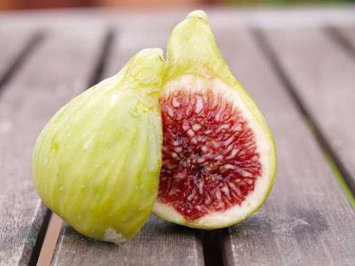 FIGUEIRA PESCOÇO DE DONZELA BRANCA