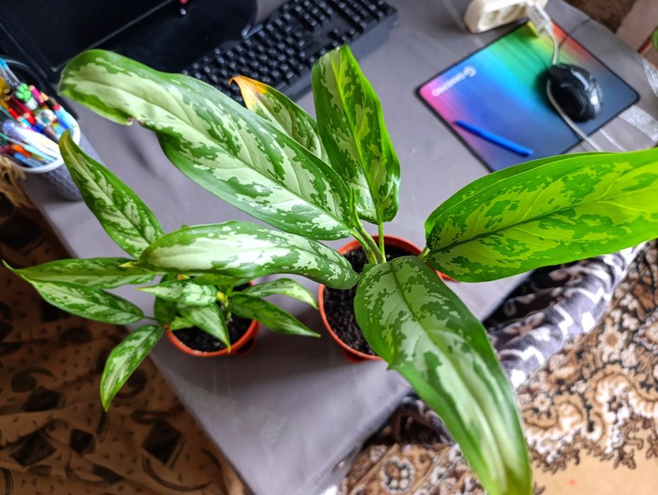 Продам рослини аглаонеми
