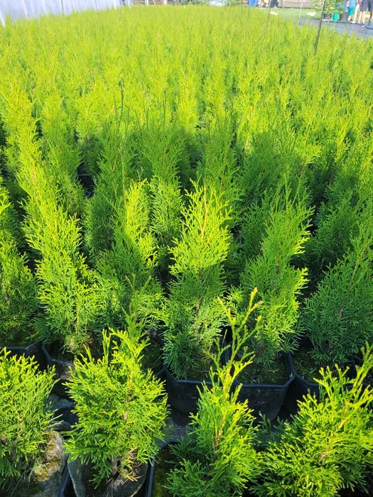 Thuja, tuja, tuje Szmaragd 65cm +-5cm