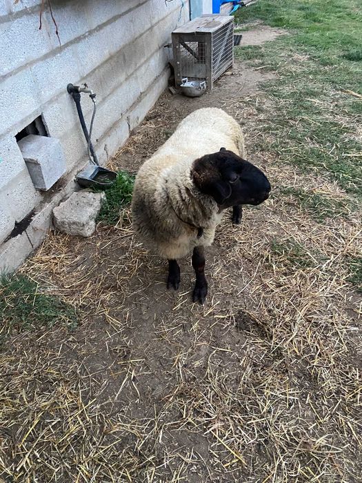 Vendo anho suffolk de 8 meses e um anho charolles de 7 meses(carneiro)