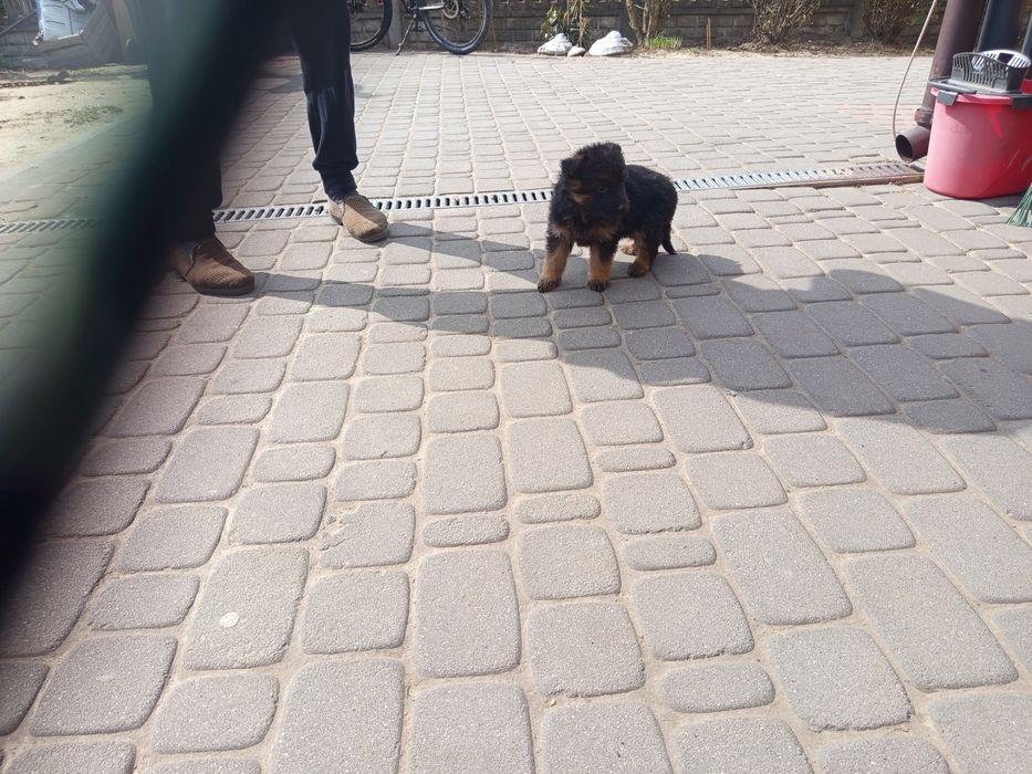 Oddam pieska i suczke