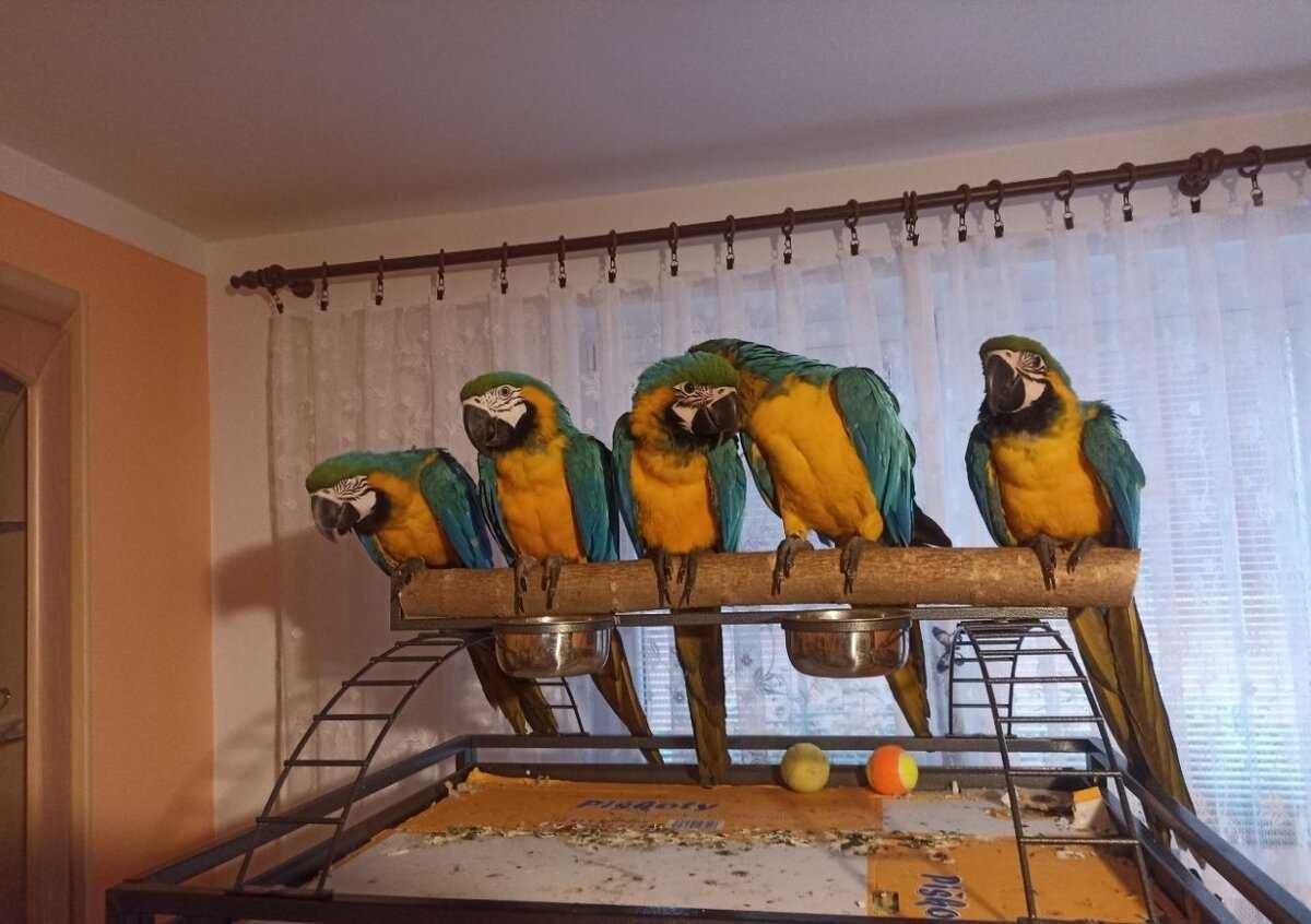 Отправка по Украине Ара попугаи птенцы сине- желтые